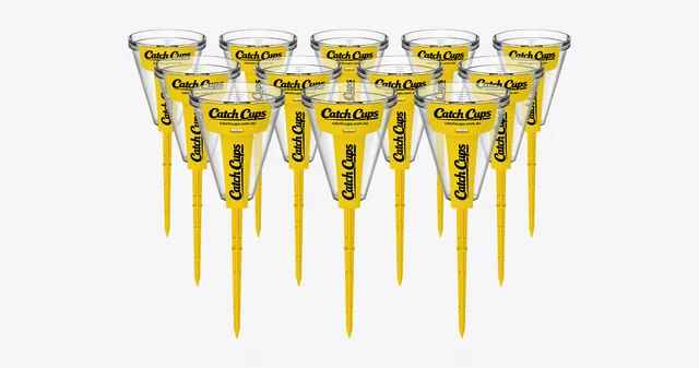 12 Catch Cups on their yellow spikes, standing in three staggered rows on a light grey studio ground.